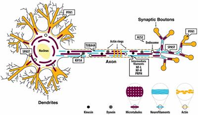 The Neglected Genes of ALS: Cytoskeletal Dynamics Impact Synaptic Degeneration in ALS